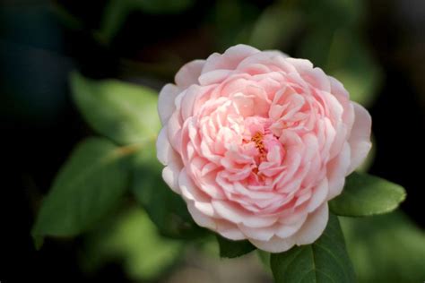 tudor rose description|tudor roses for garden.